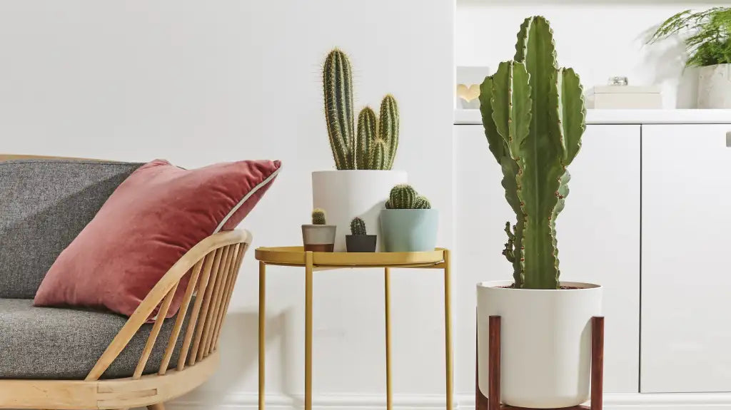 potted cactus in floor next to sofa as interior design - Plant Studio