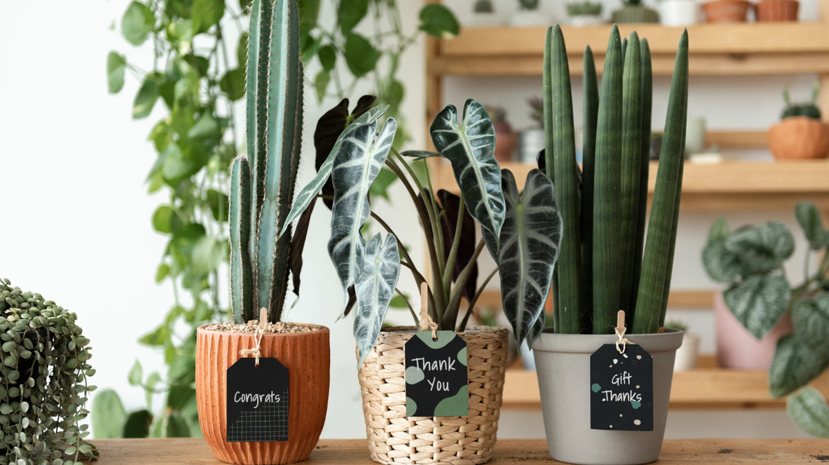 plant gift