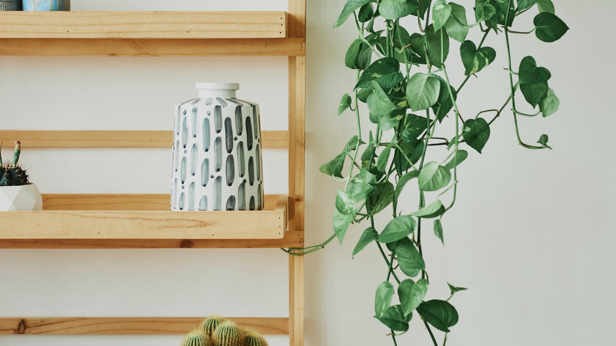hanging plant with open wooden shelf on the lefty side with small potted succulents - Plant Studio