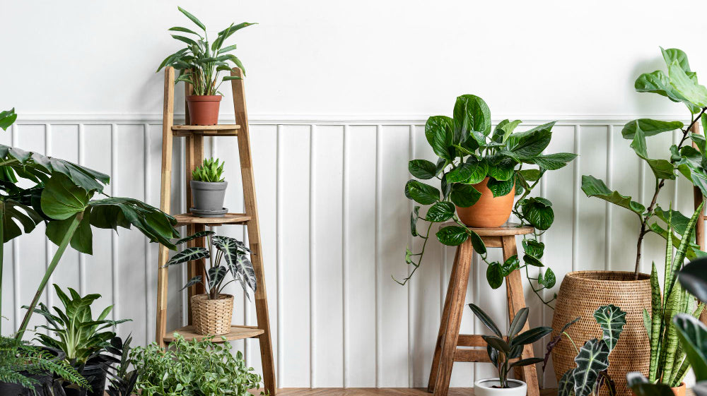 gift plants