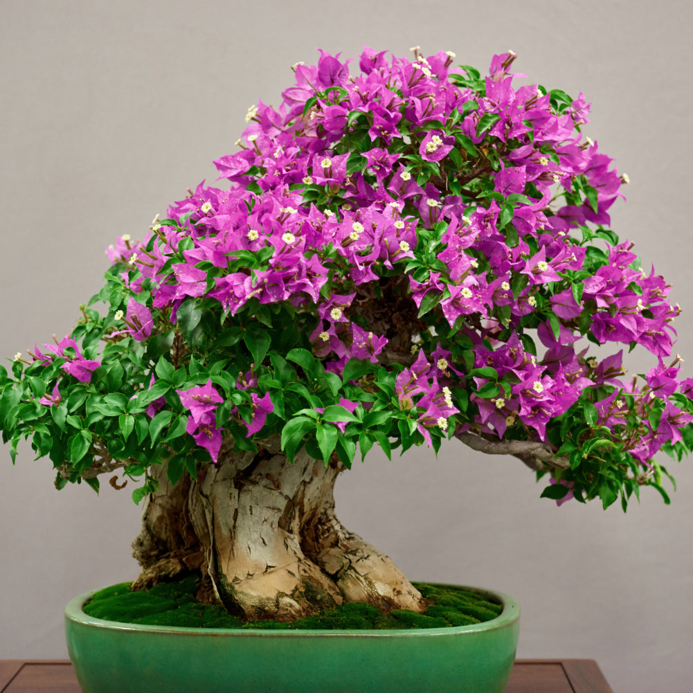 flowering bonsai in green pot place on top of wooden table - Plant Studio