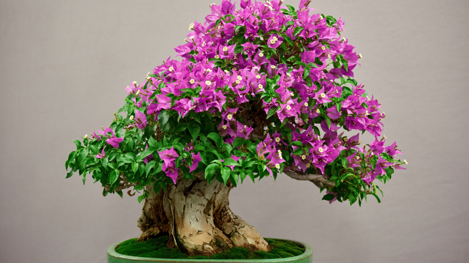 flowering bonsai in green pot place on top of wooden table - Plant Studio