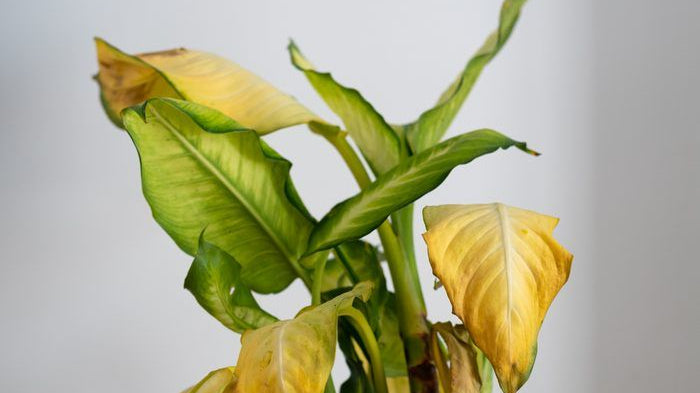 sick plant with yellow leaves - Plant Studio