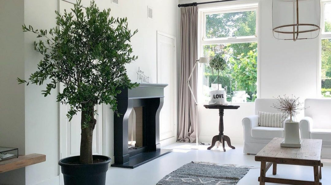 olive tree in white spotted plant - Plant Studio