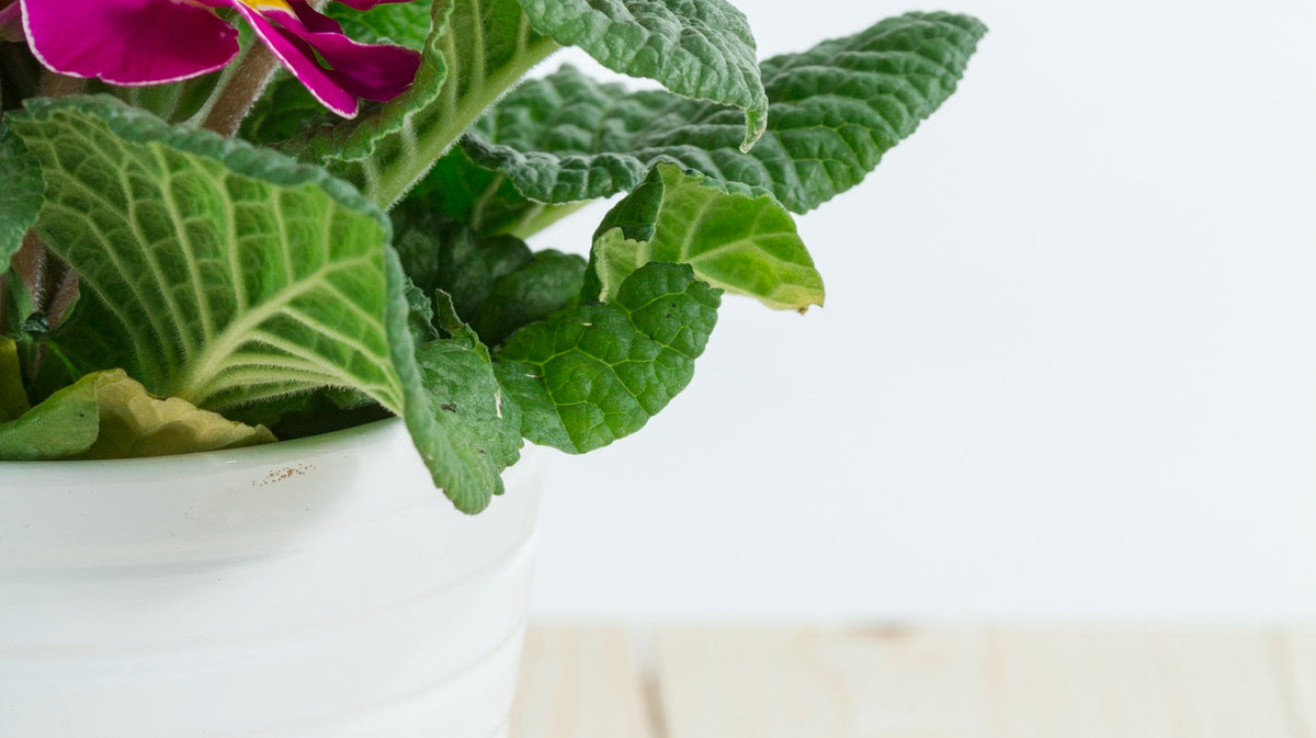 flowering plant seen only half place in white pot - Plant Studio