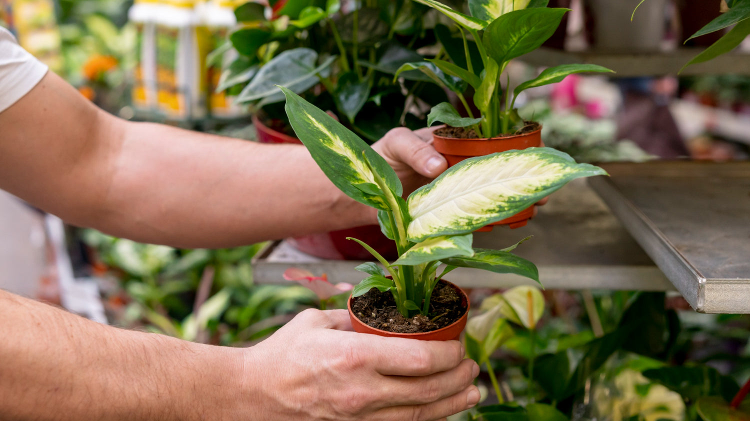 hands holding small potted plant in plant nursery - Plant Studio