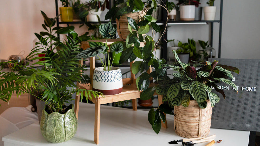 multiple potted plants in table - Plant Studio