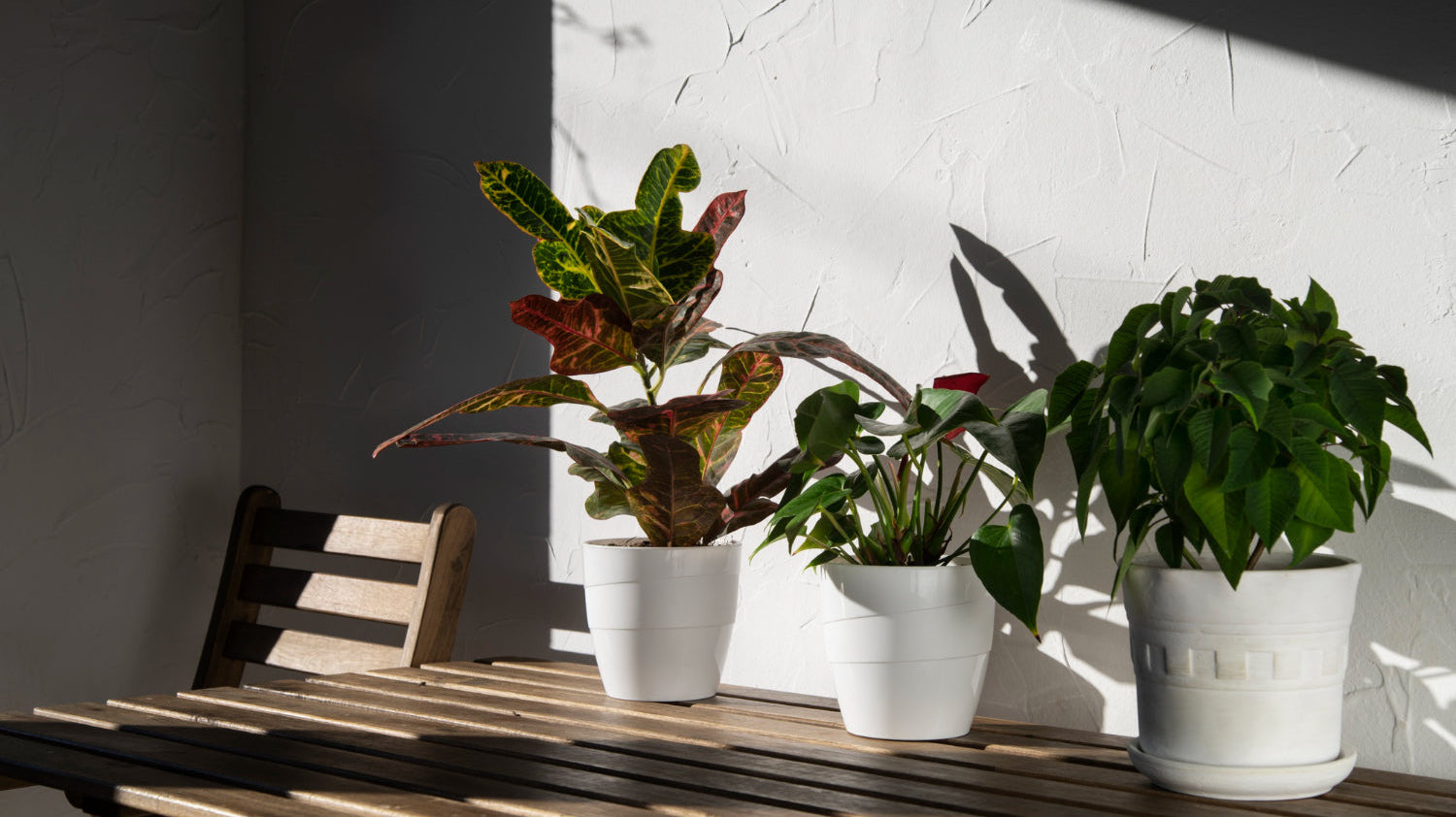 plants in white pots placed desk - Plant Studio
