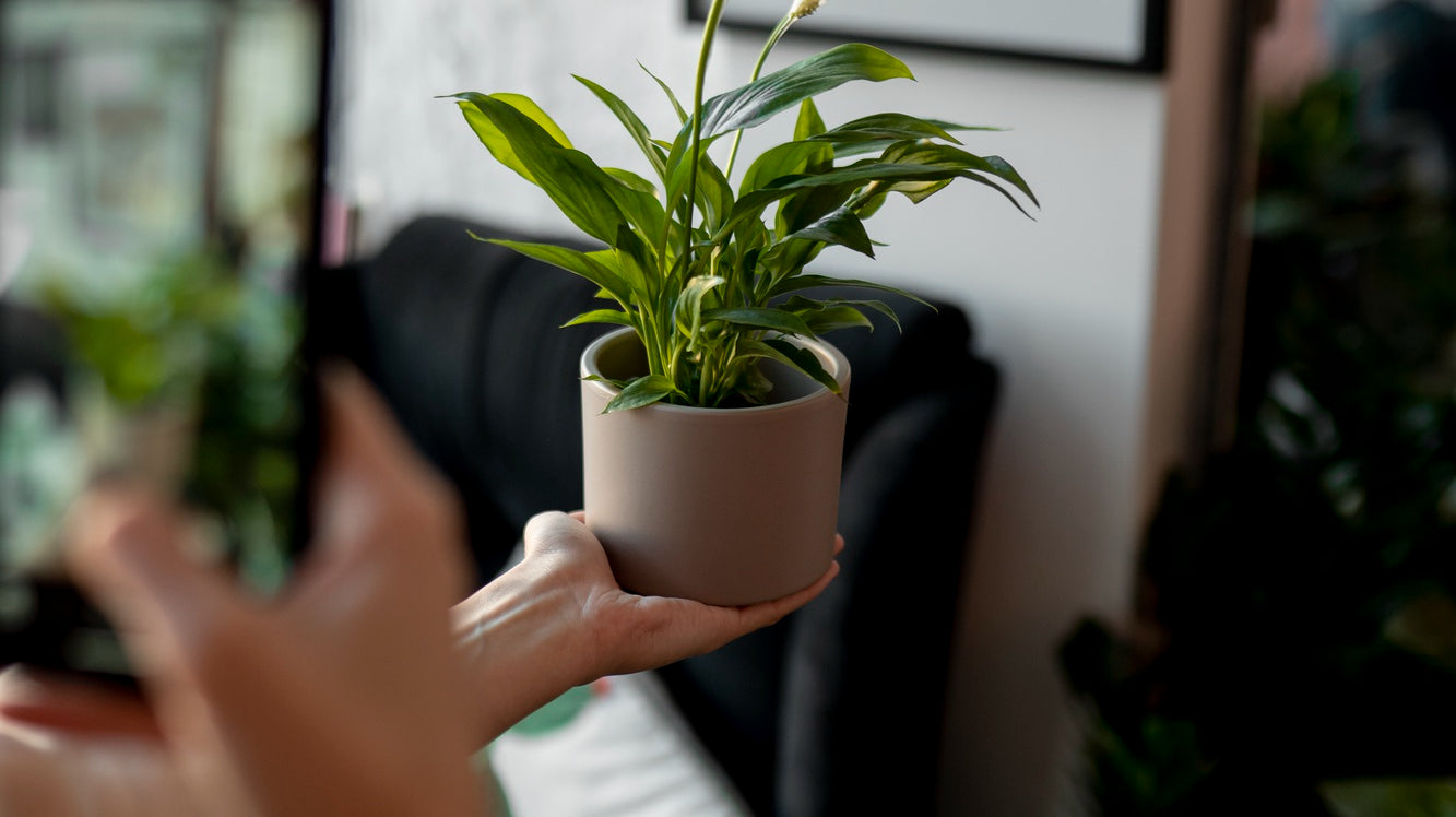 taking photo of small potted plant in beige color - Plant Studio