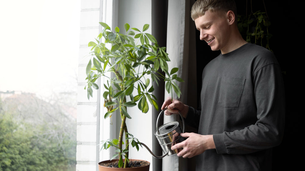 indoor plant by the window
