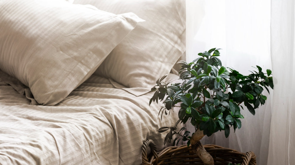 small plant in basket pot placed on bedside - Plant Studio