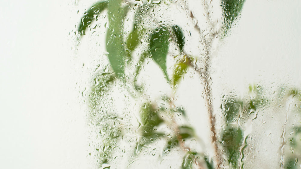 low light plant - Plant Studio