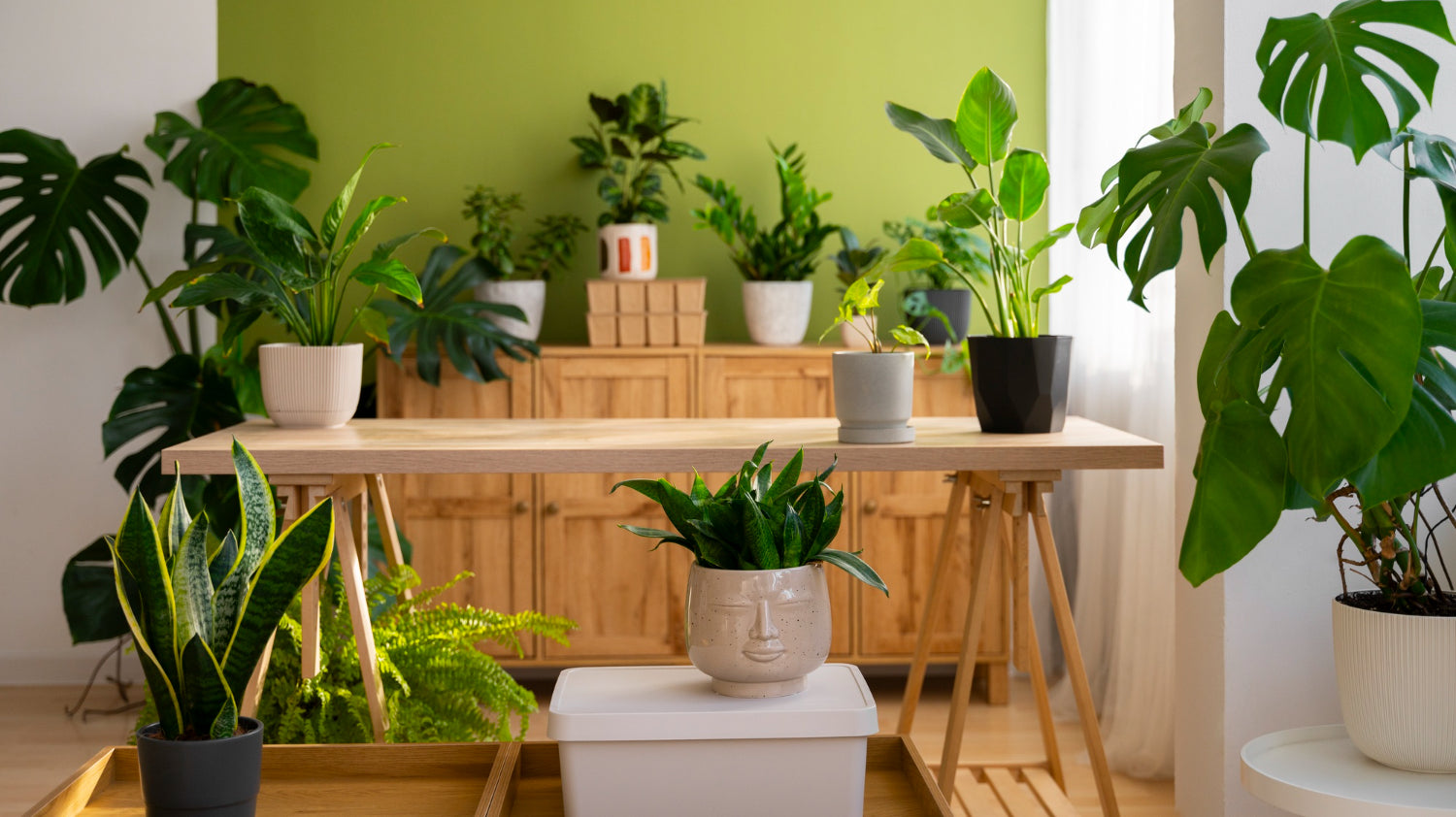 indoor plants for your home