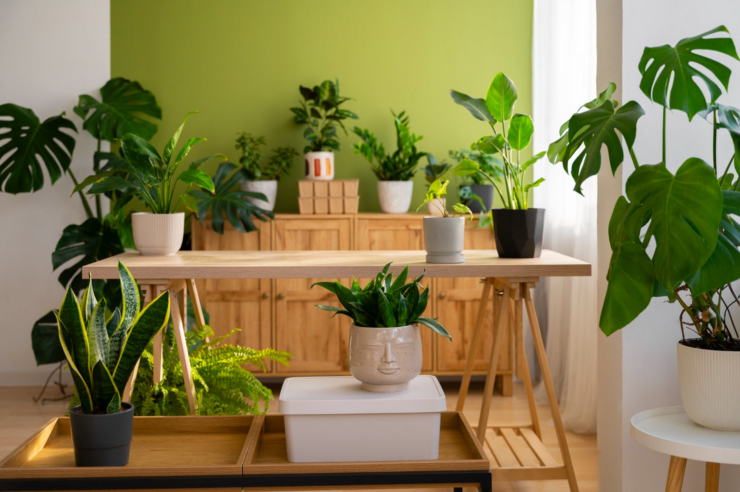 indoor plants for your home