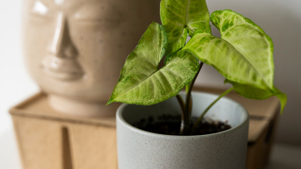 small plant in light gray pot - Plant Studio