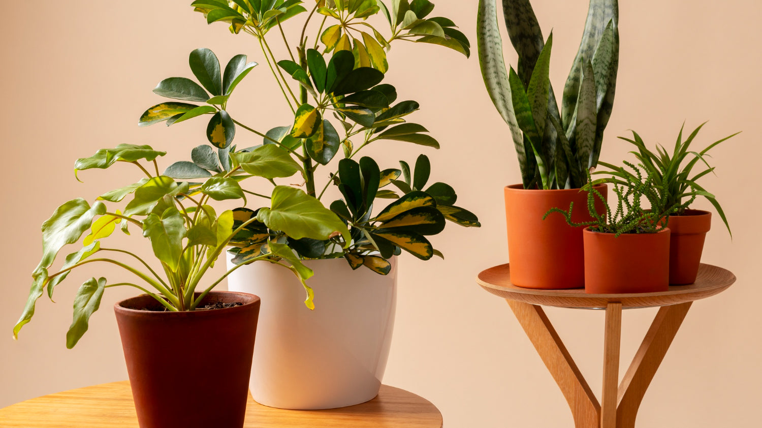 many small plants in white and brown colored pots placed on table - Plant Studio