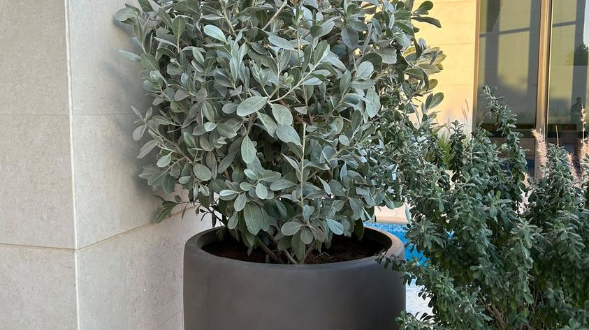 damas plant in matter brown tall pot - Plant Studio