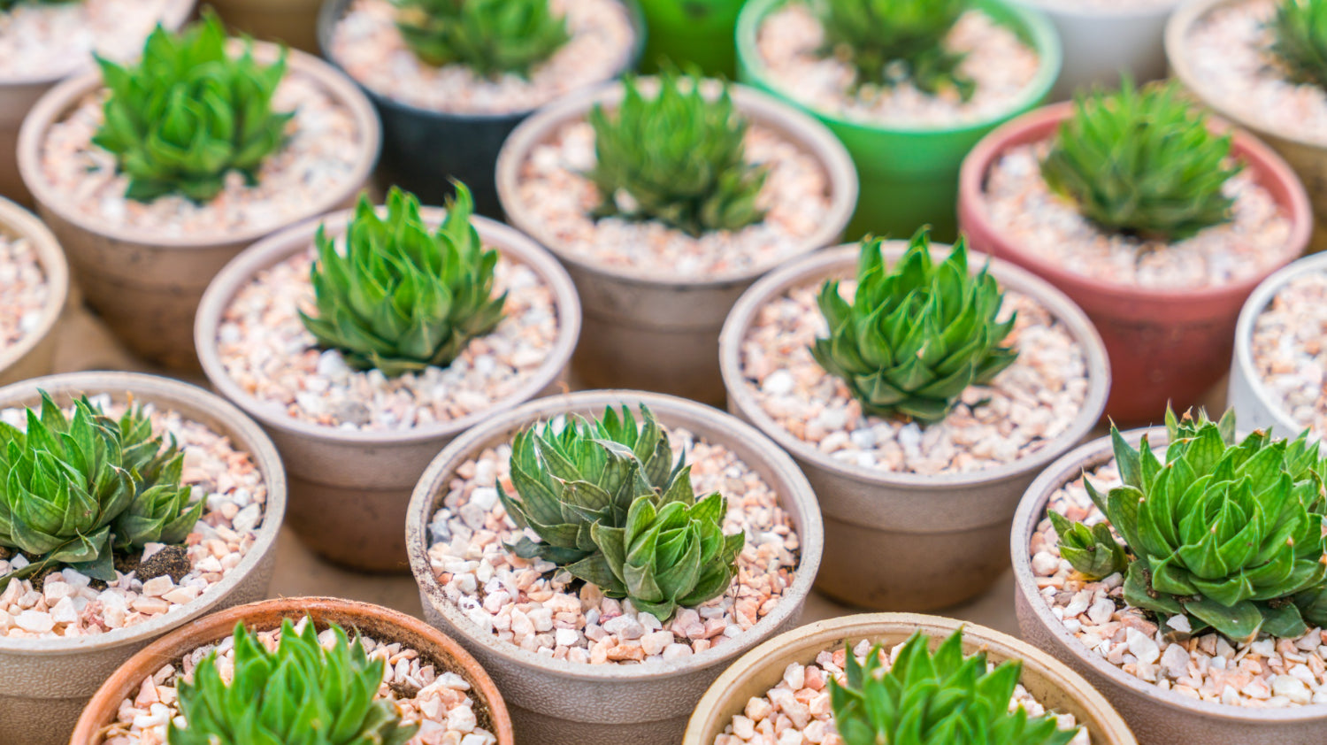 many potted small succulents with white and brown pebbles - Plant Studio