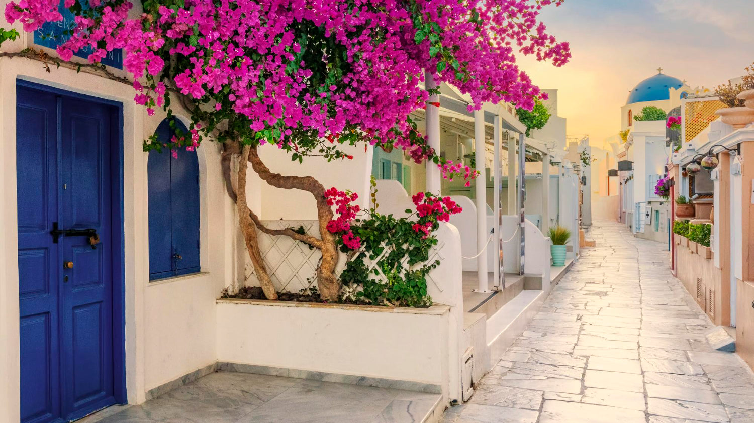 Bougainvillea potted in Greece with blue door on the left - Plant Studio