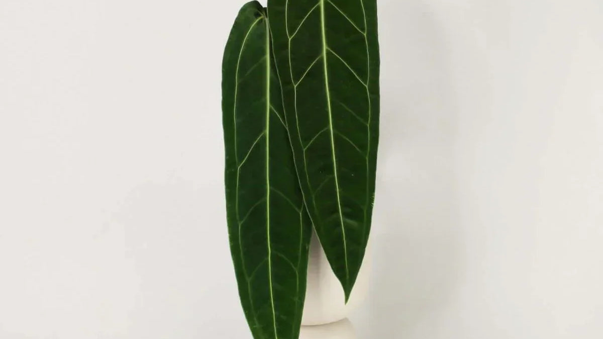 The Ultimate Guide to Rare Anthuriums: Dubai's Hottest Collector Plants in 2025