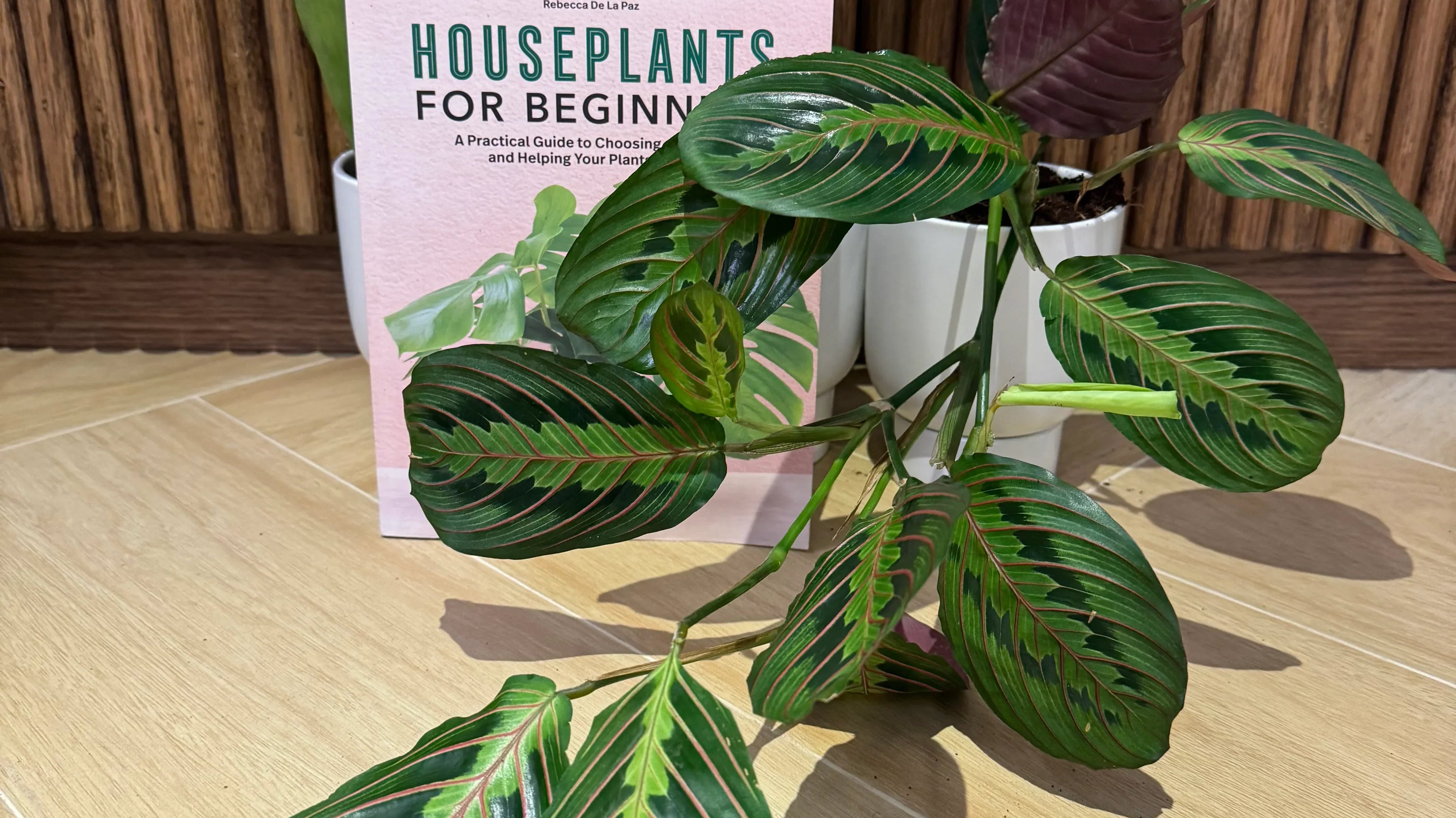 house plants for beginners book with potted plant on the side - Plant Studio