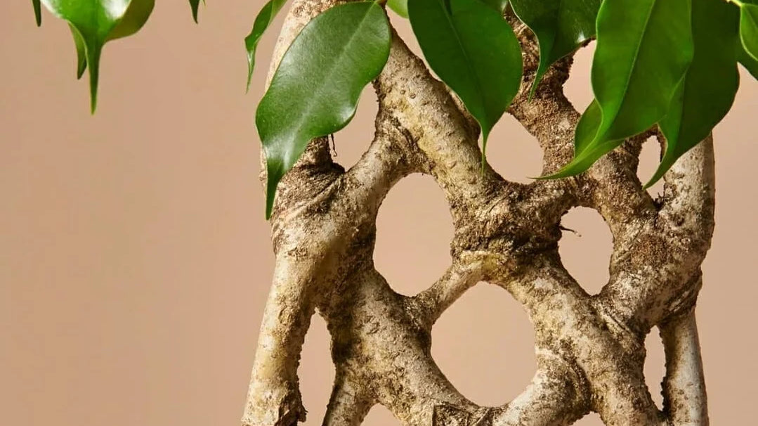 close up view of ficus benjamina - Plant Studio