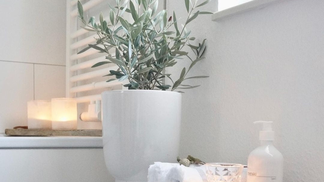 olive tree in white ceramic pot placed in white table - Plant Studio