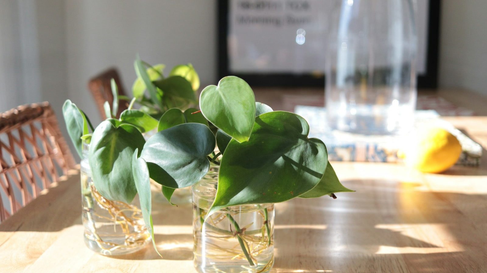 Water-Loving Plants for Busy Homes - Plant Studio LLC