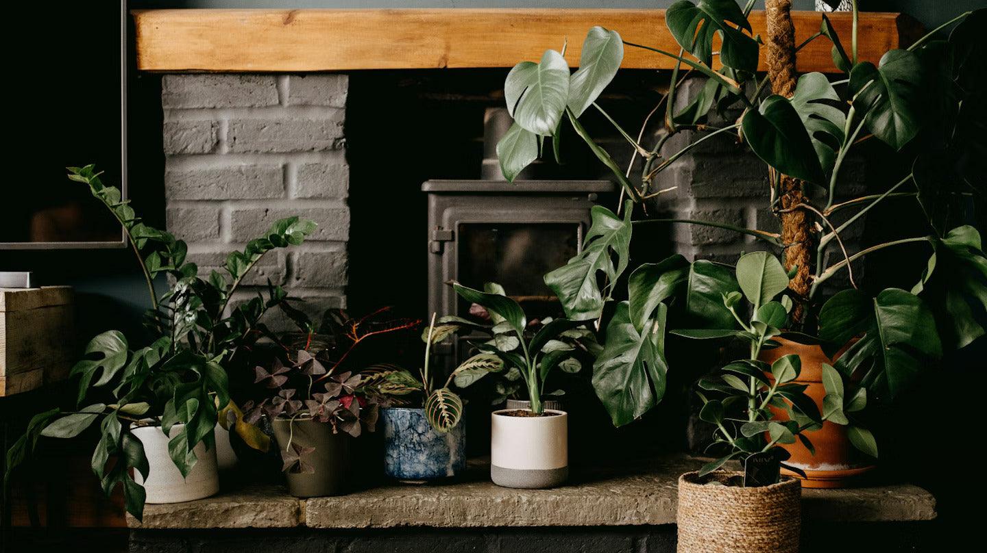 many potted plants in shade - Plant Studio