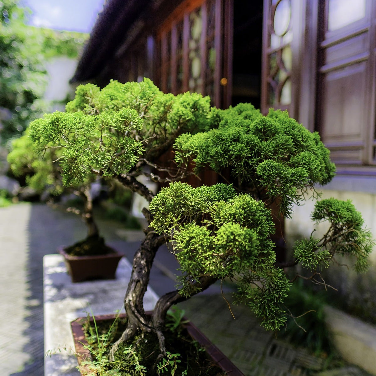 Why Bonsai Trees are the most fascinating plants you can have Plant