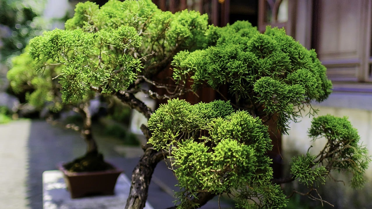 potted bonsai in brown rectangle pot - Plant Studio