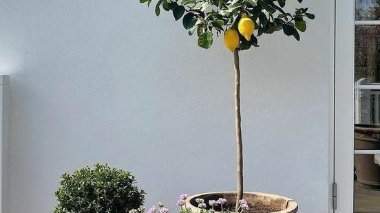 3 Tips To Pick the Best Trees for Your Yard - Plant Studio LLC