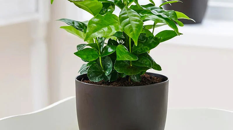 arabica coffee plant in gray pot white coffee beans on the side placed on white table - Plant Studio