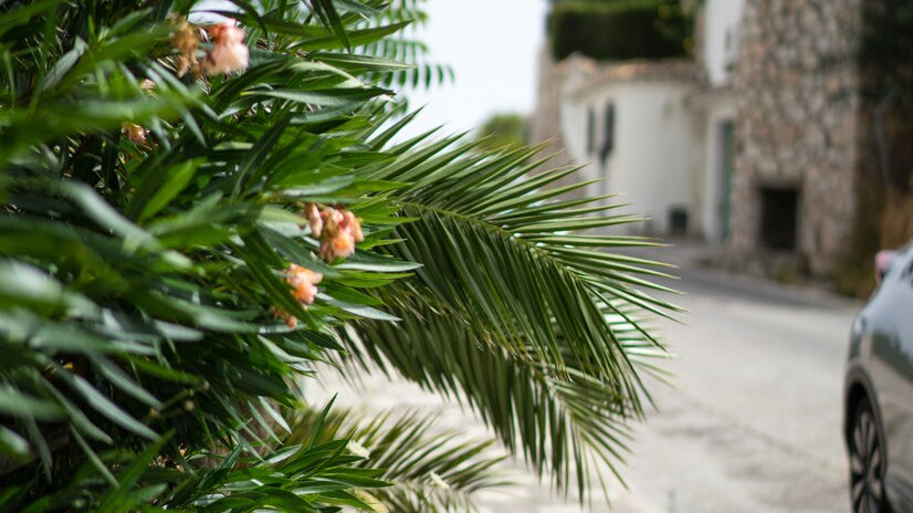 outdoor plant with flower and car facade on the side - Plant Studio