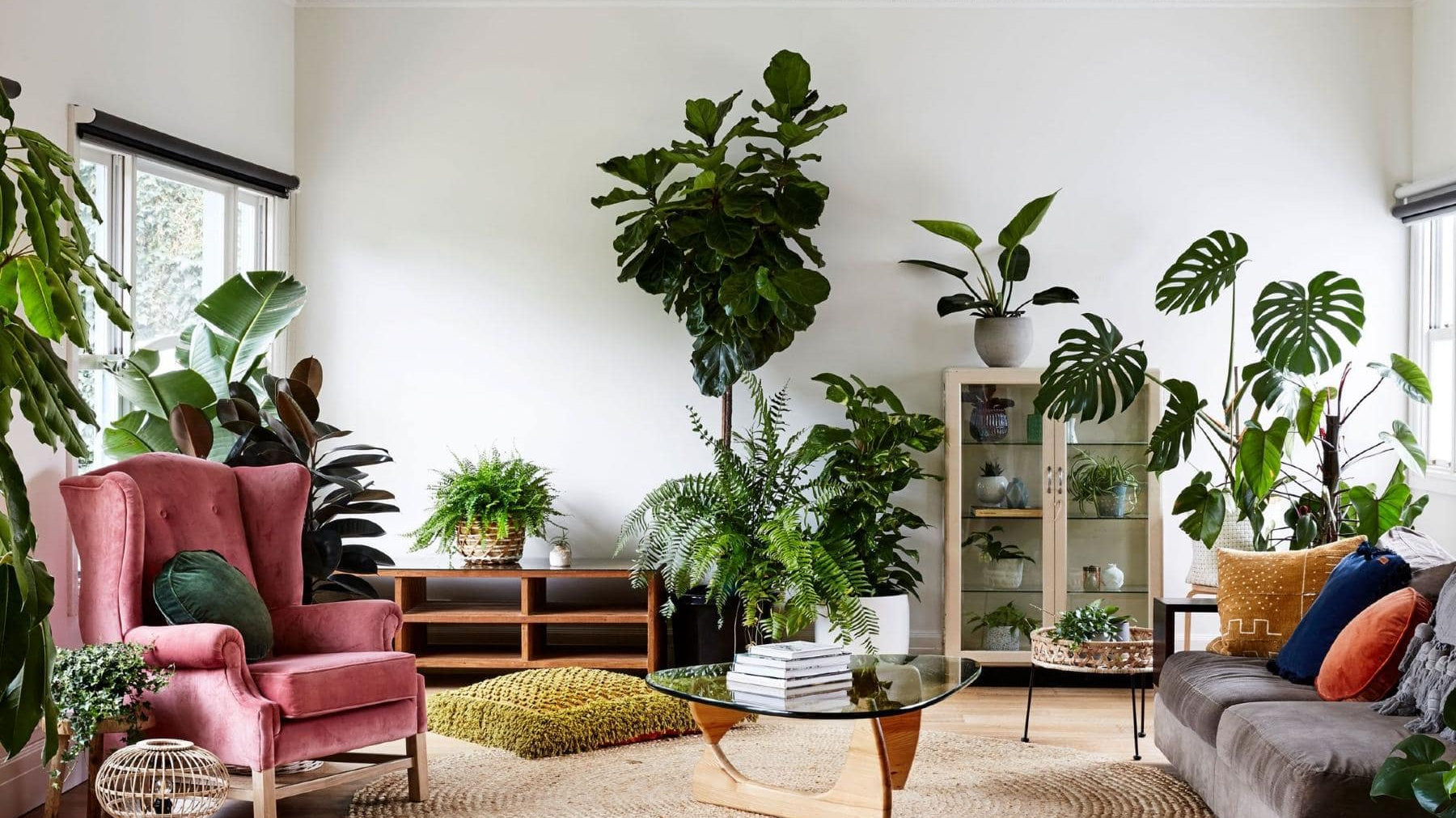 colorful living room with many different potted plants - Plant Studio