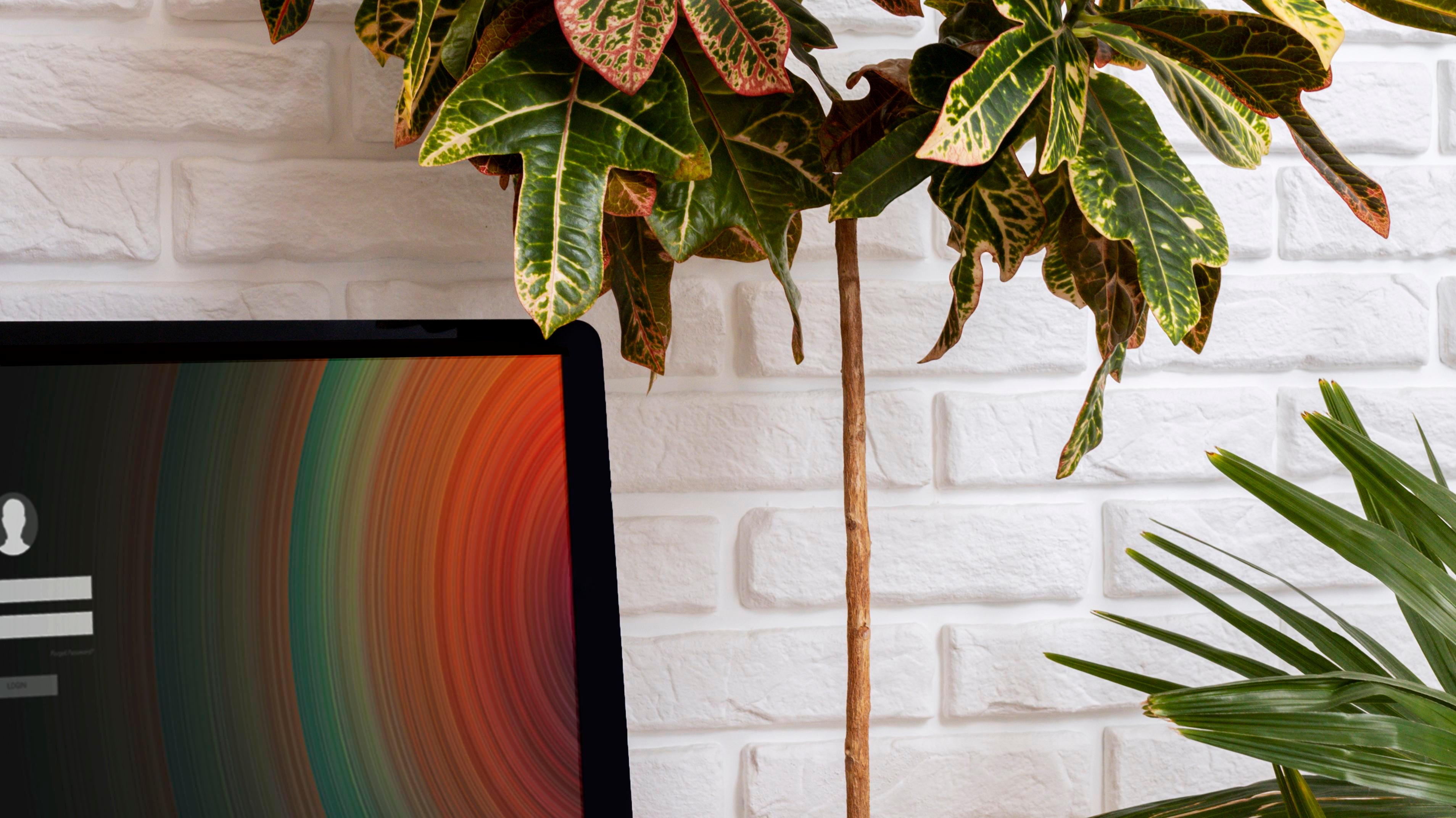potted plant in desk with computer on the side - Plant Studio