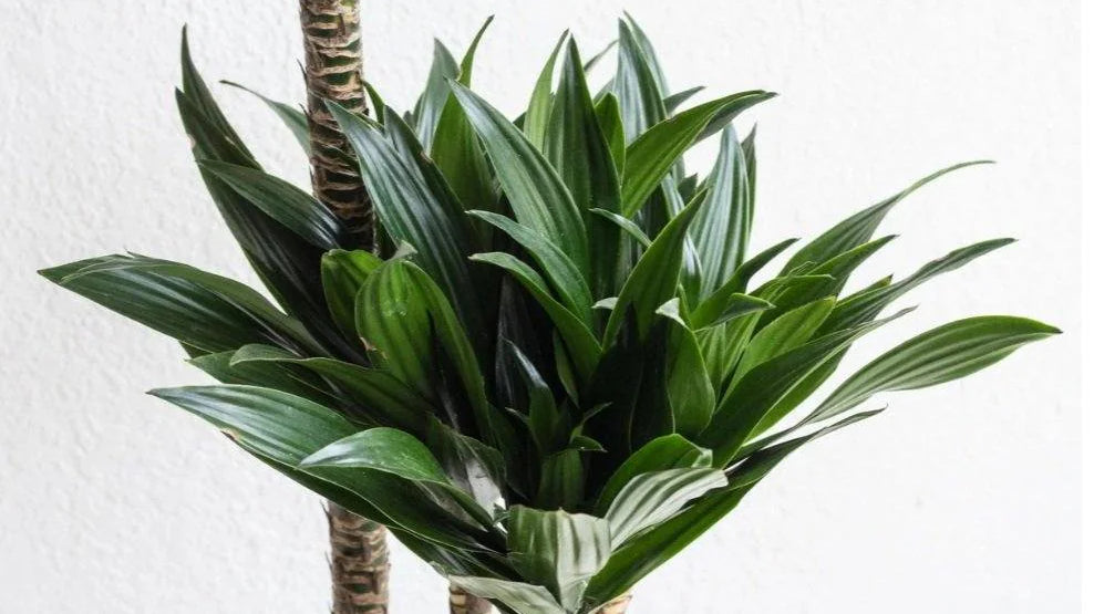 dracaena plant zoomed - Plant Studio