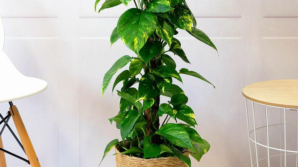 money tree plant placed in basket-weaved garden on floor - Plant Studio