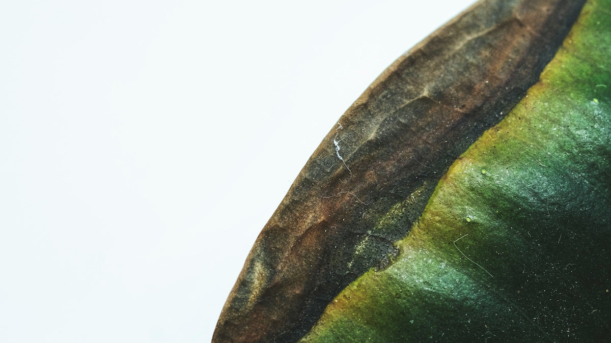 The Plant Serial Killer