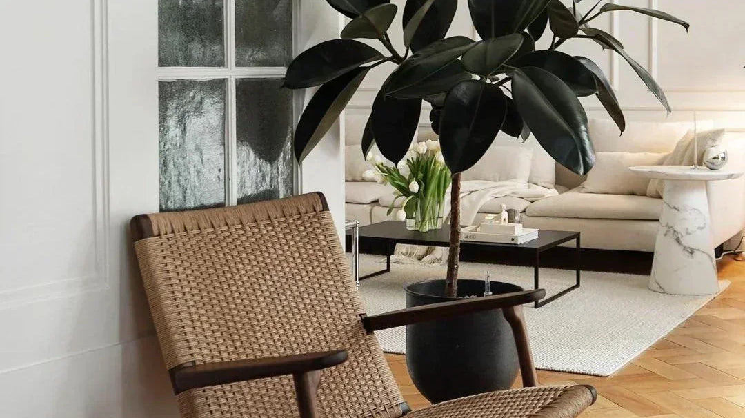 How to Grow a Healthy Rubber Plant Indoors