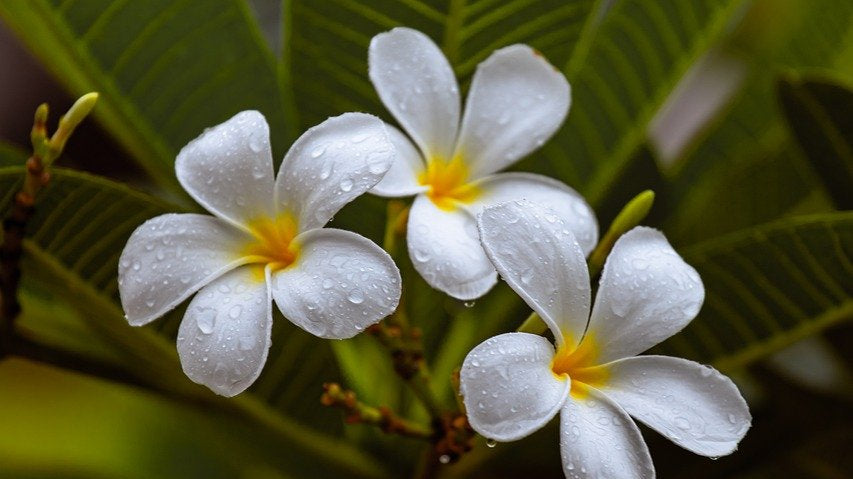 3 flowers of frangipani - Plant Studio