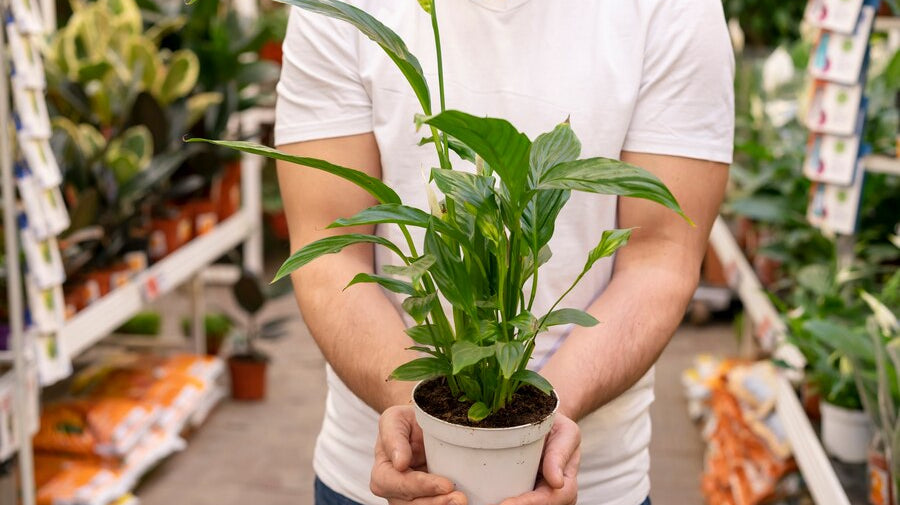 man in white shirt holding small potted plant in white pot with plants in the background - Plant Studio