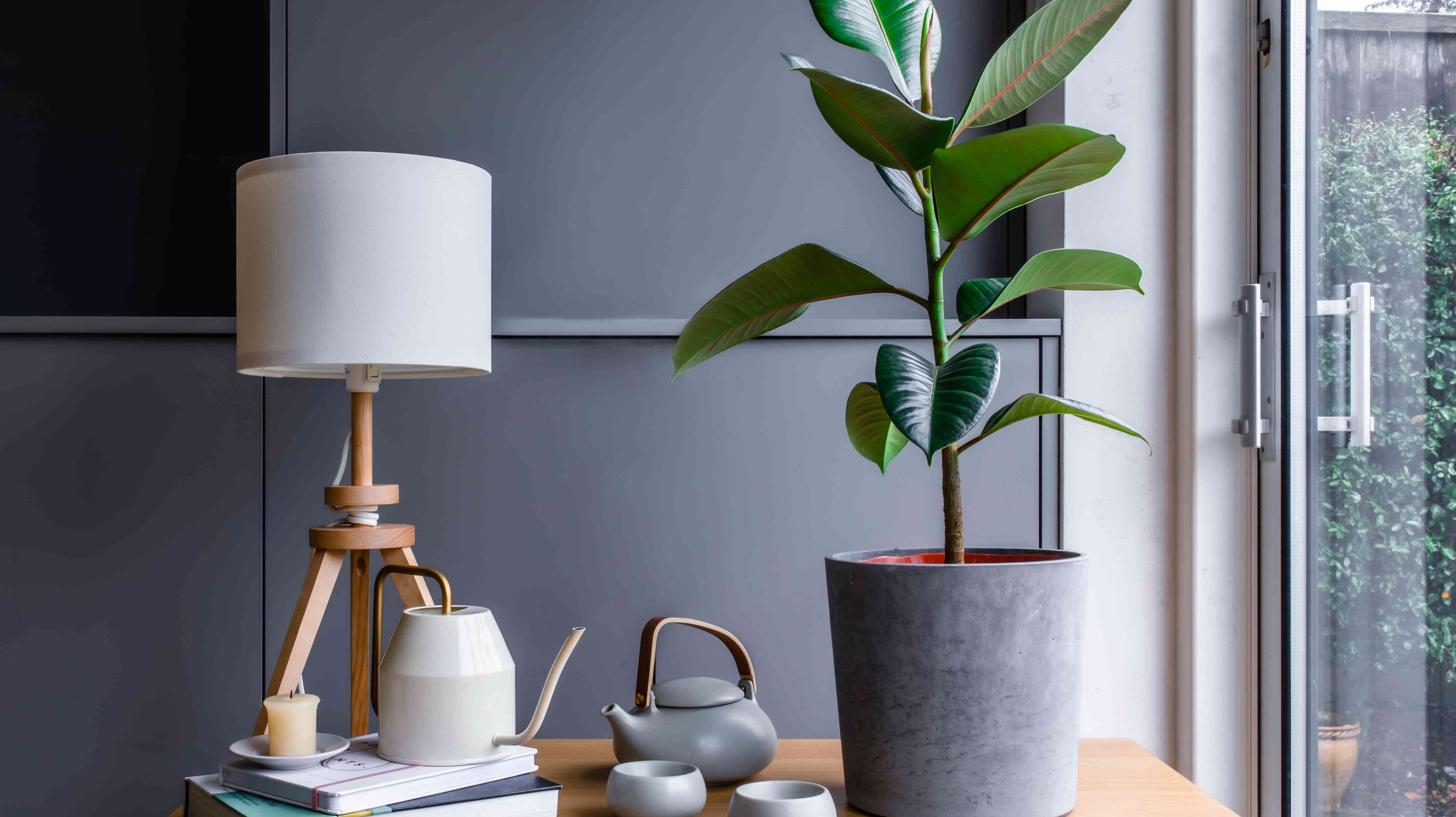 rubber plant on desk with lamp and teapots - Plant Studio