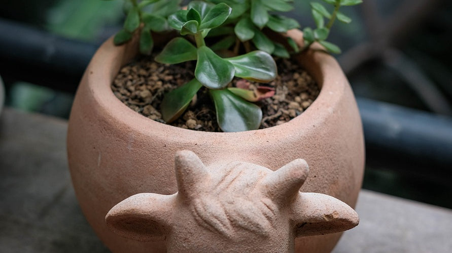 small plant in cow-shaped pot - Plant Studio