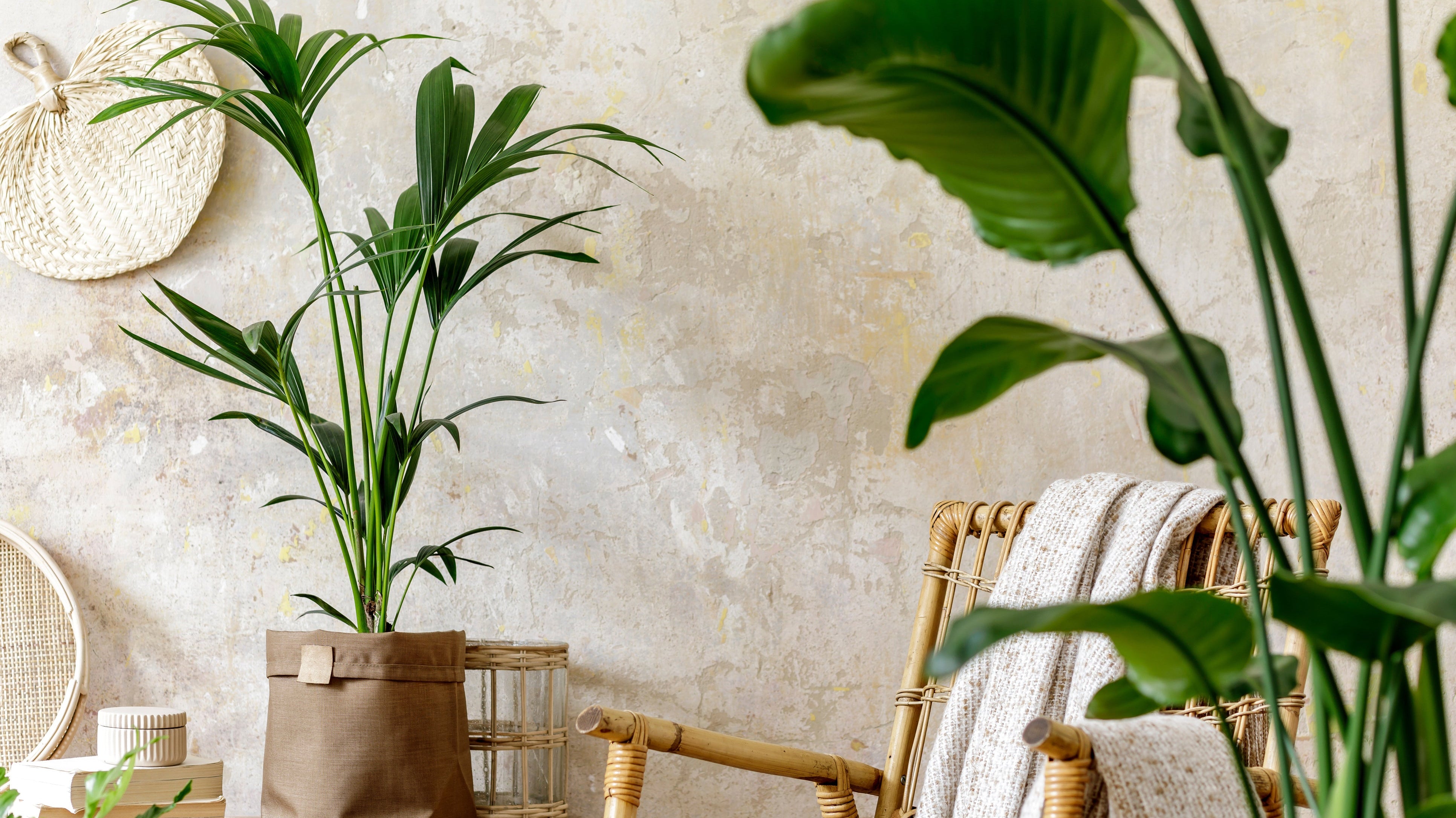 Your Essential Guide to Indoor Plants: Types, Tips, and Top Picks