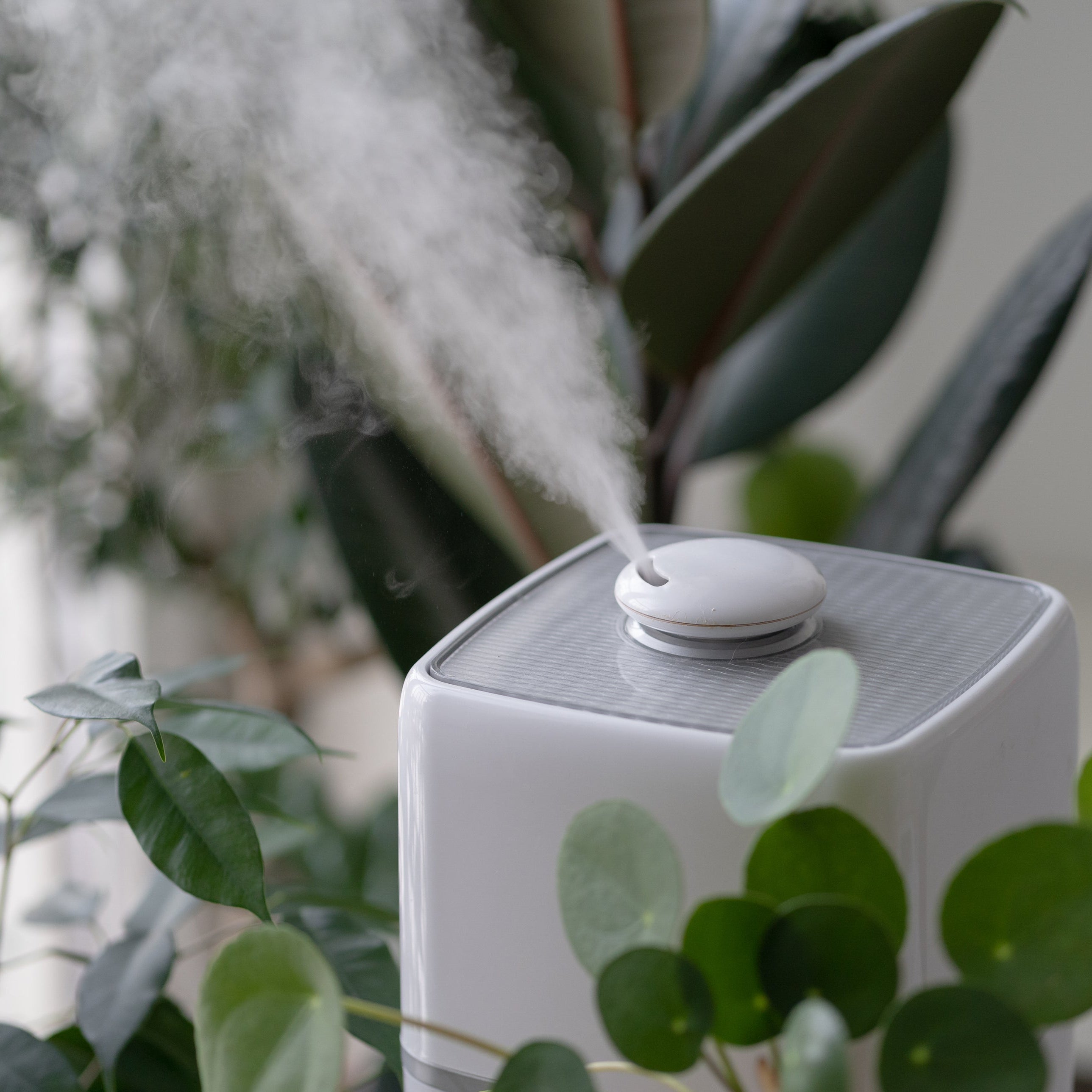 Humidity for Houseplants 101: The Complete UAE Guide