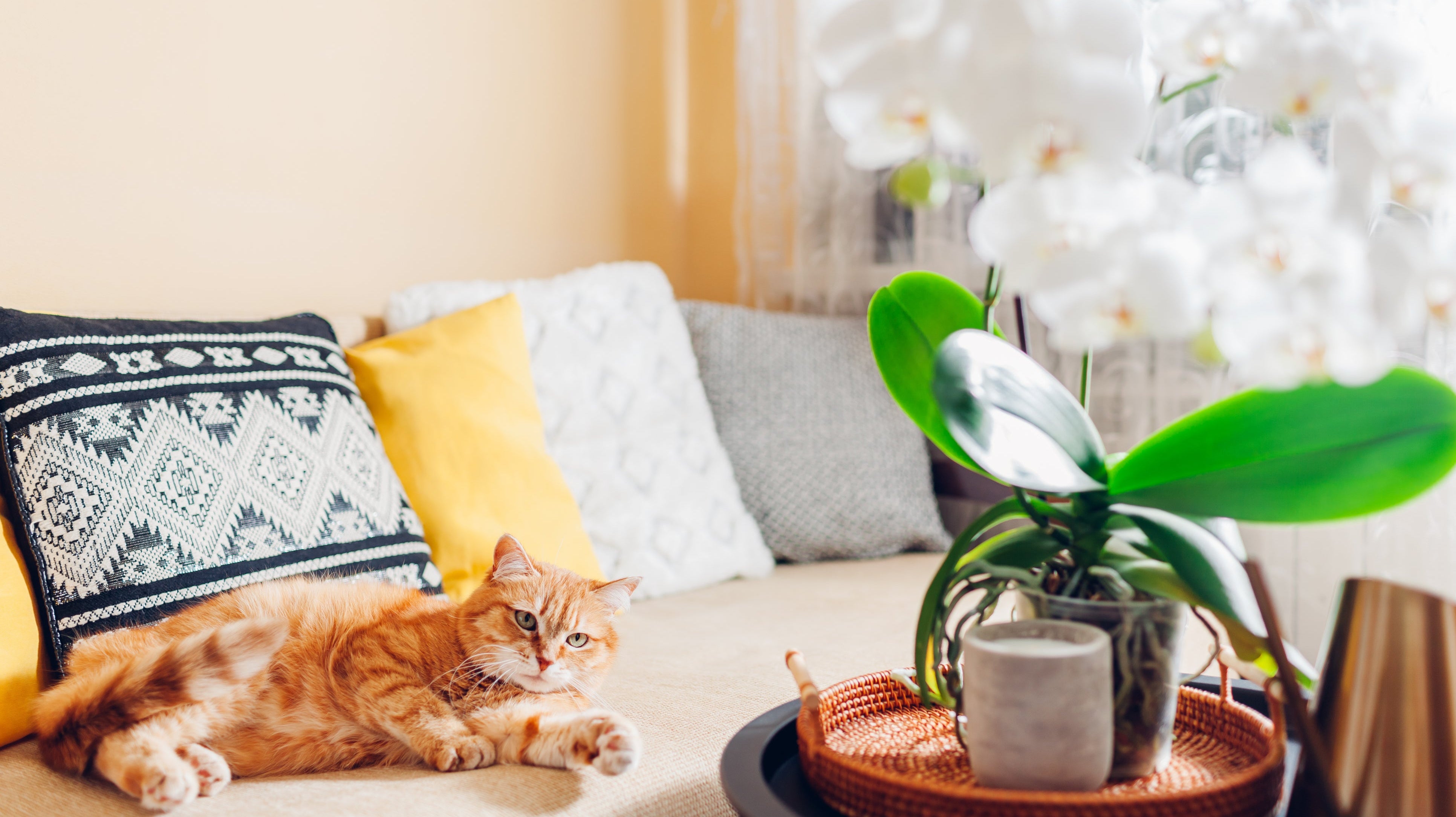 7 Flowers to Brighten Up Your Dubai Apartment or Office