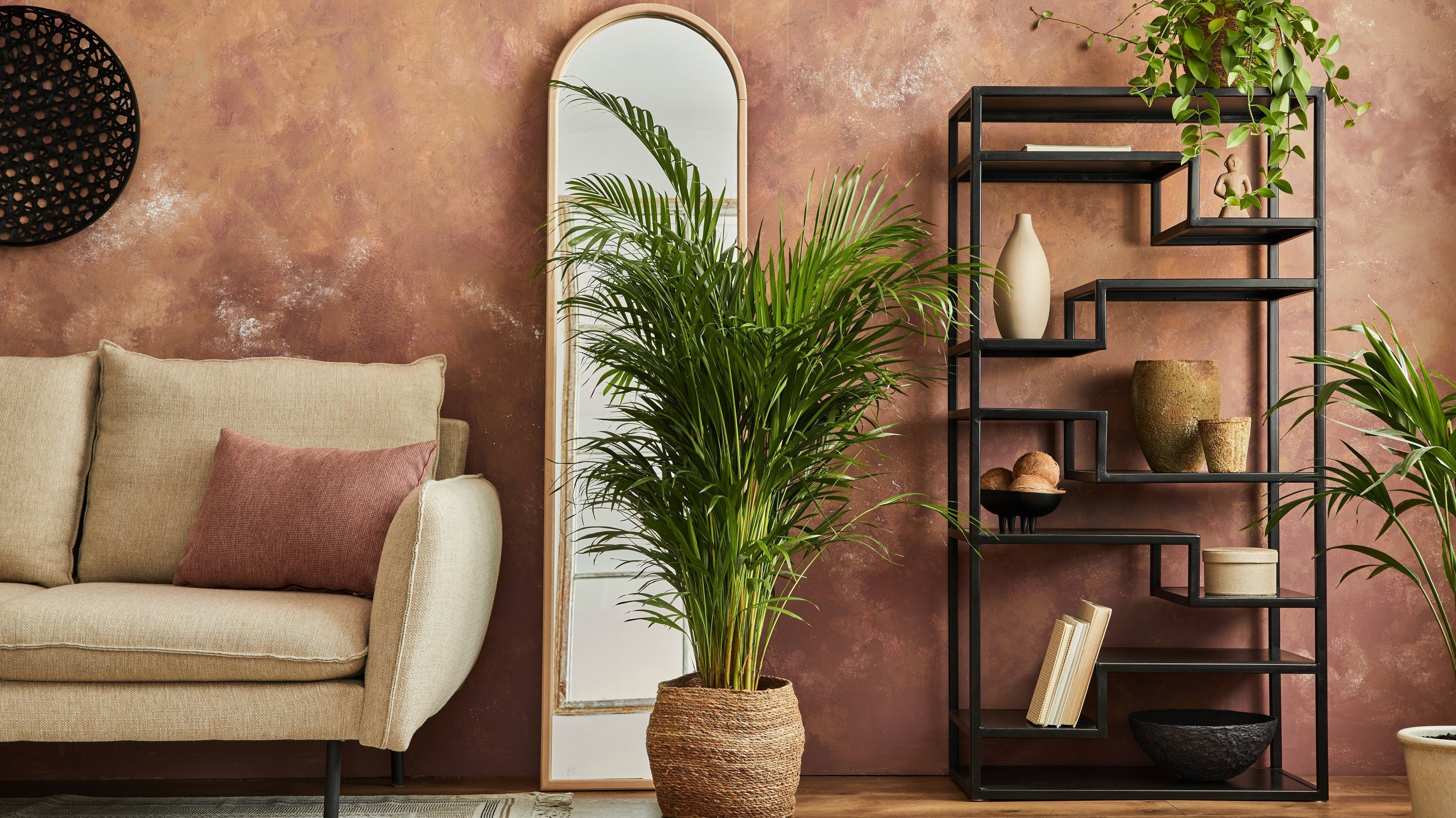 areca palm in living room - Plant Studio