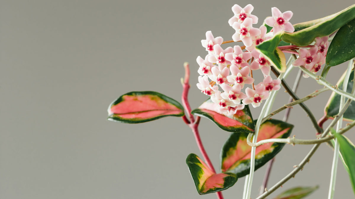 Hoya Plant: A Beautiful and Easy-to-Care Indoor Plant
