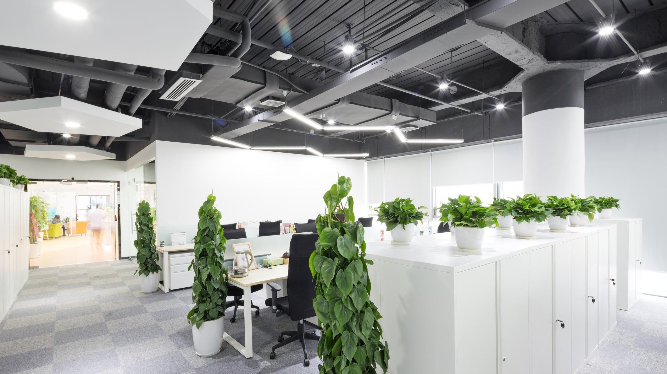 Boost Your Workday with Office Plants - Plant Studio LLC